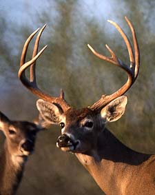deer