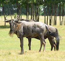 wildebeest